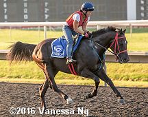 horse racing